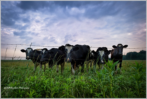 field wisconsin clouds sunrise cows farm d3s