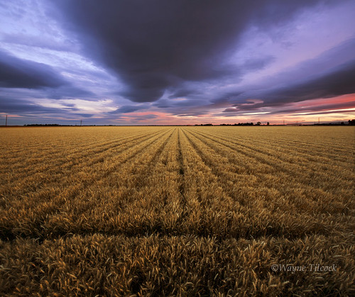 california sunset sky clouds woodland wheat davis yolo waynetilcock