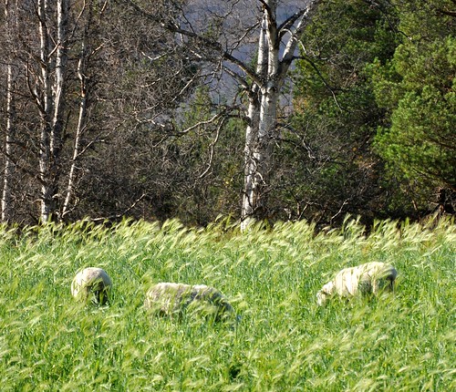norway norge sheep farming sørtrøndelag oppdal sauer bondegård ystenes martinystenes
