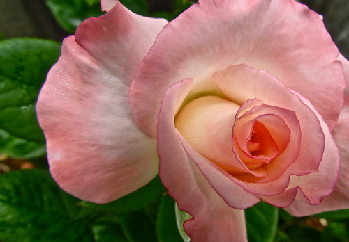 roses macro rose tea secret rosa bloom bud blooms hybrid rosesforeveryone