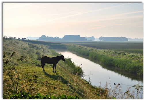 morning horses netherlands backlight landscape countryside mood silhouettes peaceful atmosphere fields groningen henk tegenlicht nikond90 powerfocusfotografie