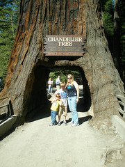 2011;Humbolt Redwoods 004.JPG