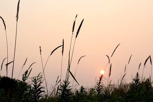 sunset field skyline farm wheat