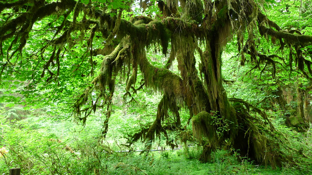Olympic National Park - Hall of Mosses