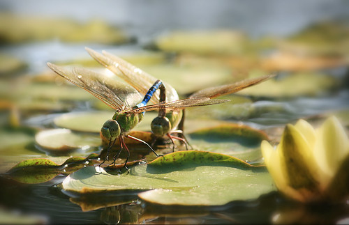 morning sunlight up gardens pond nebraska dragonflies july lincoln sunken lilypads hooking jennifernish