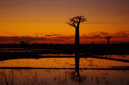 sunset orange yellow sonnenuntergang ricefield coucherdesoleil baobab morondava rizière jaunemadagascarmadagaskarmenabe