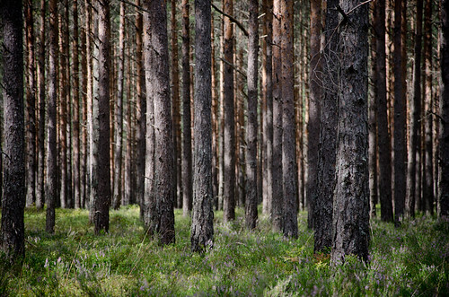 trees pine forest woods