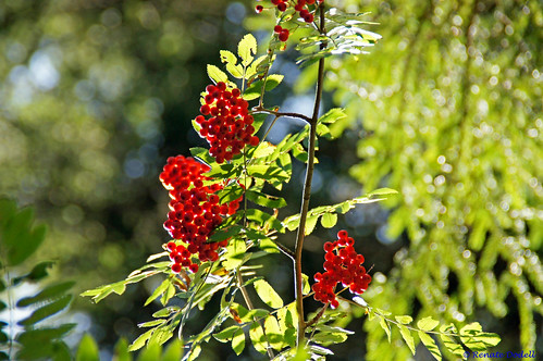 light red summer rot nature licht berries dof bokeh sommer natur beeren vogelbeeren dorenawm renatedodell
