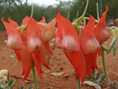 Fabaceae>Swainsona formosa Sturt's Desert Pea DSCF4363