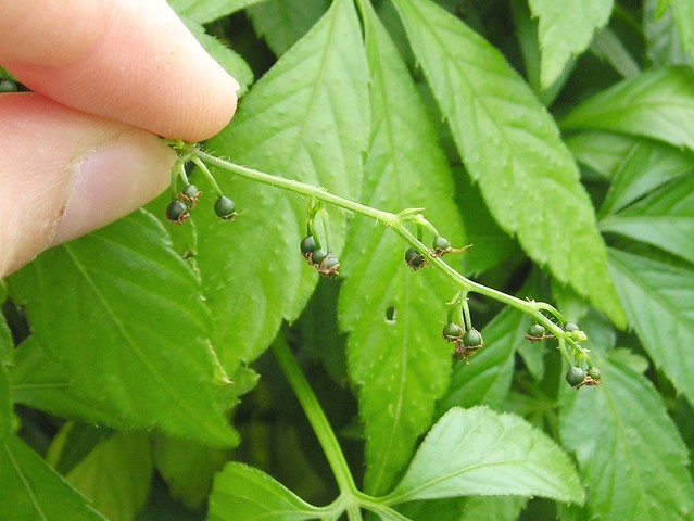 Jiaogulan (Gynostemma pentaphyllum)