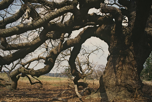 The 'umbrella' oak - Suffolk