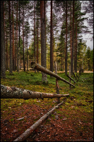 trees forest fence skog hdr träd staket riukuaita gärdesgård roundpolefence 5ex1ev pistoaita