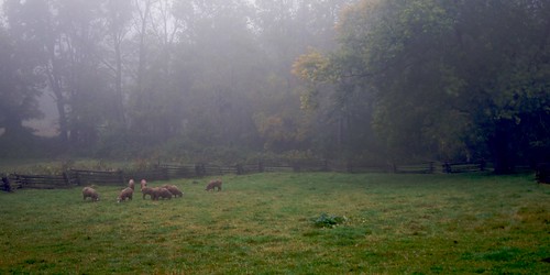 fog carriage sheep farm hill flock