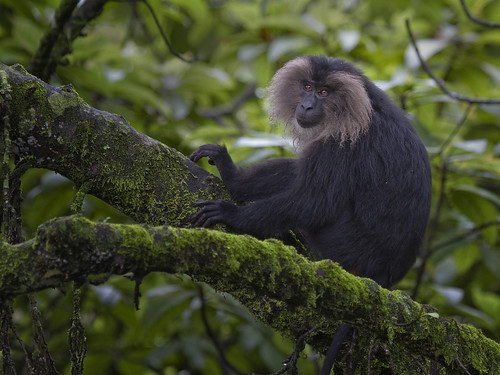 Lion-tailed macaque (Macaca silenus) under a rainforest canopy