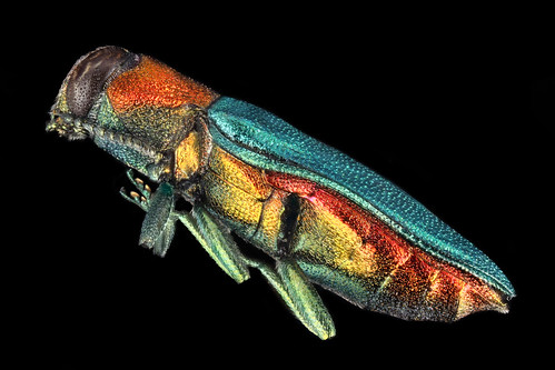female insect colorful european metallic beetle insekt jewel käfer buprestidae prachtkäfer anthaxia glänzender nitidula zierlicher blütenprachtkäfer