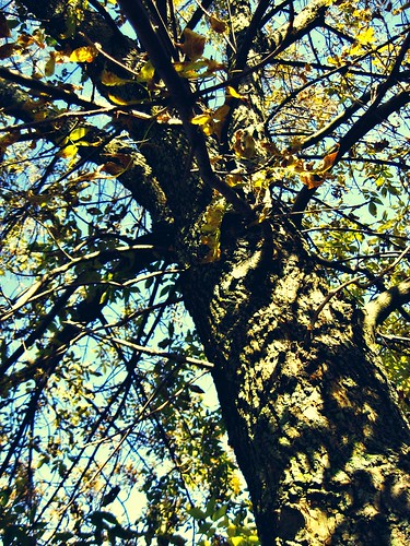 blue autumn sky tree yellow shadows