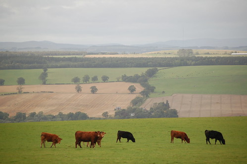 landscape scotland cattle cows september kelso 2011 plumbraes