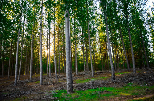 chile trees light naturaleza sun color verde green luz sol nature landscape photography photo nikon arboles paisaje fotografia d7000