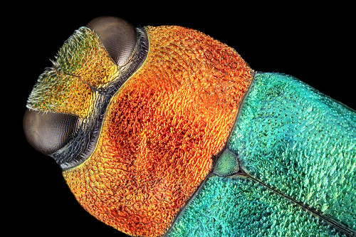 macro closeup germany insect weimar thüringen colorful european view metallic beetle thuringia stack dorsal makro insekt jewel buprestidae facettenauge prachtkäfer anthaxia nitidula blütenprachtkäfer