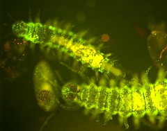 Bioluminescent Worms