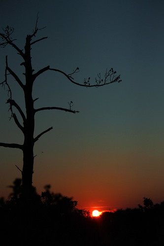 sunset sky tree silhouette canon rebel heaven florida elite t1i flutterbye216