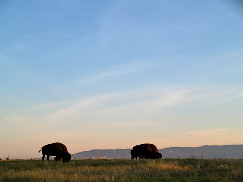 park buffalo wildlife wyoming bison sheridan kendrick