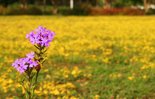flowers fall yellow campus photography purple scenic quad september mtc rhm vrider vrider97 midlandstech