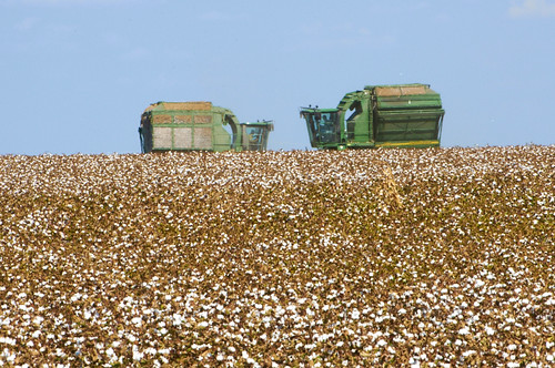 texas cotton 20 williamsoncounty top20texas bestoftexas