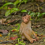 Southern Pig-Tailed Macaque (Macaca Nemestrina)