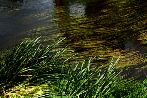 greatbritain england green reed nature water river flow trent newark nottinghamshire canoneos50d petezab peterzabulis sigma1770f284dcmacroos