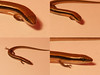 <a href="http://www.flickr.com/photos/48991563@N06/6174243257/">Photo of Lerista elegans by Bill & Mark Bell</a>