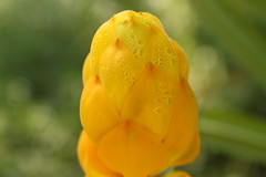 Yellow Cassia Buds