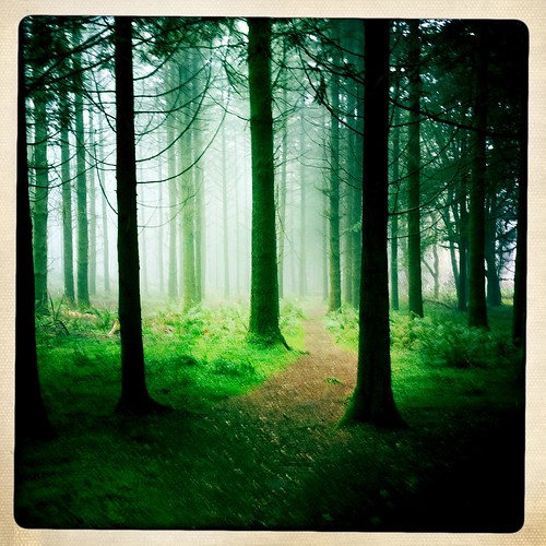 uk trees england mist nature forest landscape woods path trail devon dartmoor greeen alyssthomas iphoneography hipstamatic alyssthomasphotography