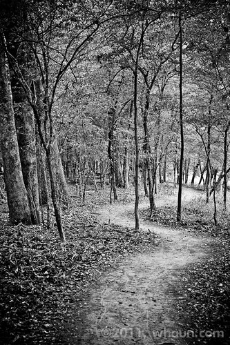 usa forest ga georgia woods hiking trail newnan chattahoocheeriver georgiastateparks chattahoocheebendstatepark