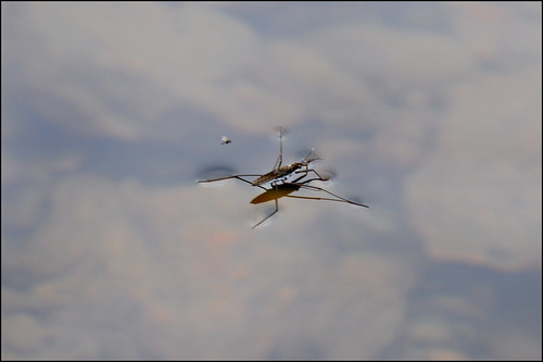 water reflections bug insect waterstrider surfacetension gerrisremigis