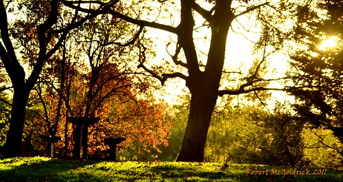 park autumn trees sunset sunlight picnic shadows