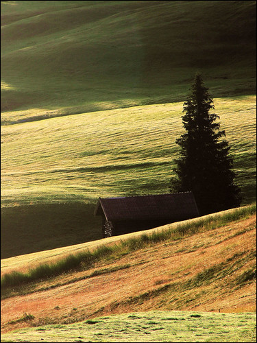 morning light italy alps tree italia shadows meadow ombre albero alpi prato luce südtirol baita mattino seiseralm alpedisiusi trentinoaltoadige