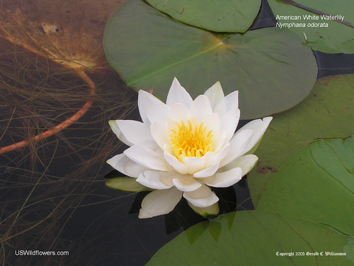 American White Water Lily - Nymphaea odorata 