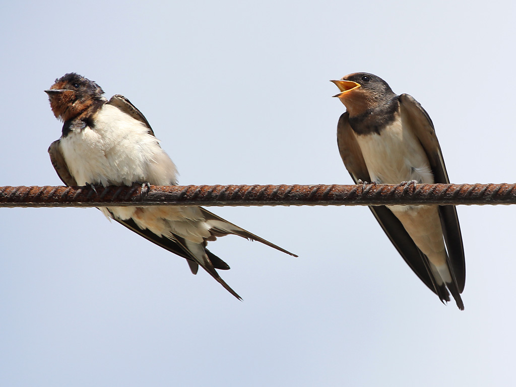 Photograph titled 'Barn Swallow'