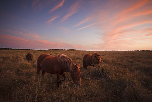 sunset summer horses downs cornwall heather goonhilly goonhillydowns naturenaturereserve