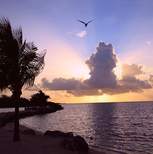 morning nature sunrise colorful unitedstates florida seagull dramatic atlanticocean cloudscape floridakeys southflorida islandchain islamoradaflorida
