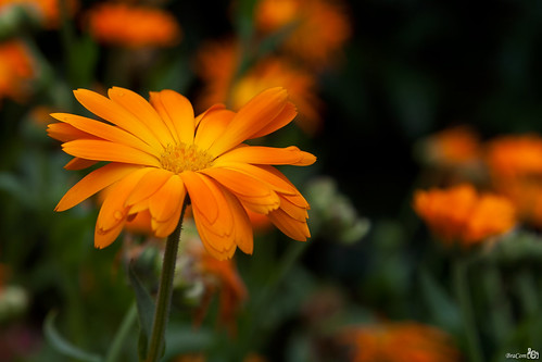 orange sun flower germany replacement schwarzwald zon oranje duitsland bloem badenwürttemberg badpeterstalgriesbach vervanger bracom bramvanbroekhoven