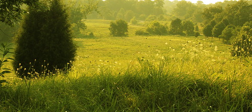flowers trees ohio summer sun hot field grass evening hazy backlighting humid tamron70300 glenwoodgardens beginnerdigitalphotographychallengeswinner