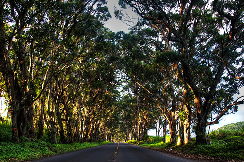 The Tunnel of Trees Kauai!