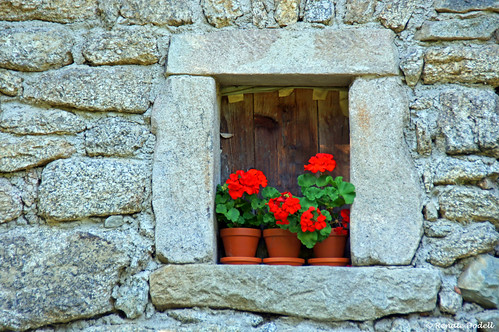 red flower rot window wall munich münchen fenster westpark blume geranium mauer blumentopf geranie dorenawm