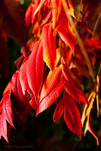 morning autumn red plant fall nature leaves yellow sunrise dawn leaf flickr sumac facebook