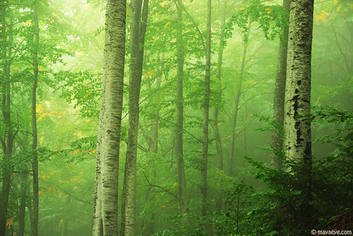 trees mist mountain green forest woods deep bulgaria copy beech rhodope