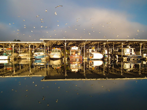 morning seagulls marina reflections boats calm wa gigharbor 1bluecanoe