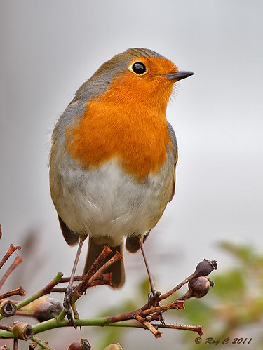bird robin birds wildlife devon barnstaple