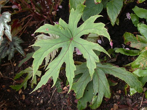 Begonia pedatifida